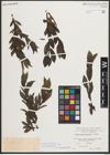 Foto von Salix mielichhoferi Saut.
